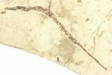 Fossil Pipefish (Syngnathus) - California #294275-1